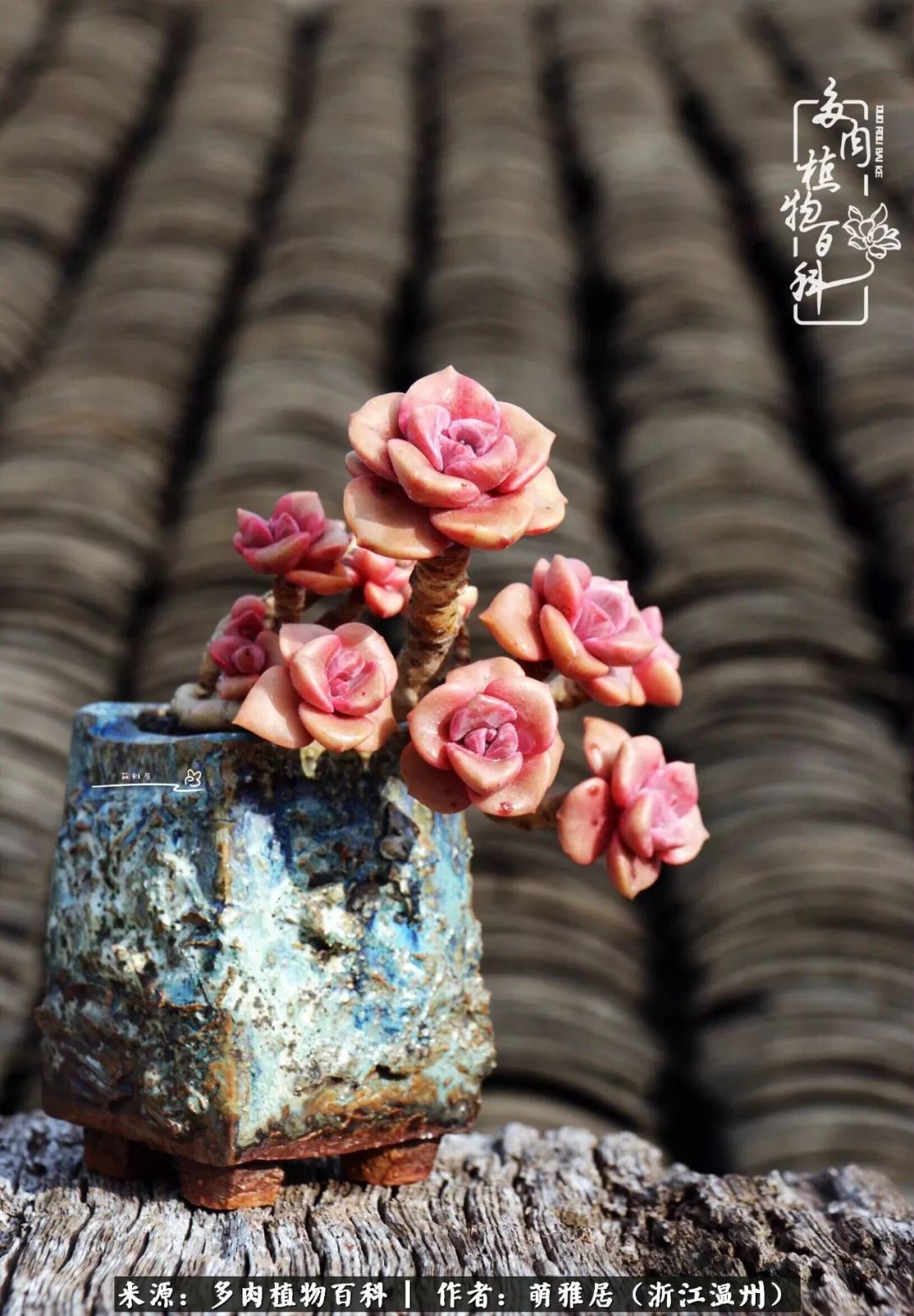 多肉最美的季节已来到,多肉最美的季节来临