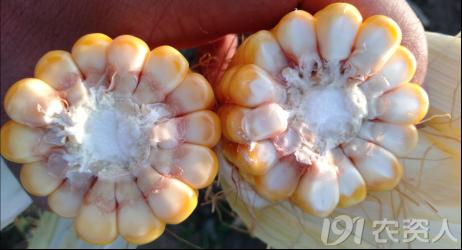 河南适合种植高产玉米,玉米高产高效种植技术