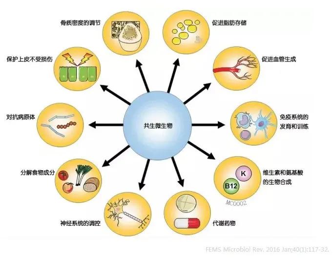 共生微生物是人体看不见的盟友，它们正在消失