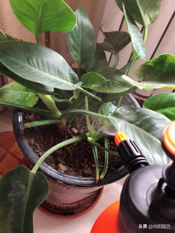 家里养花长虫子可以用杀虫剂吗,家里养花出现小黑飞虫怎么办