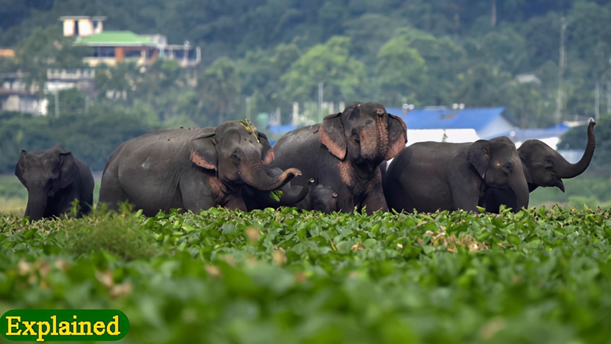 印度烧死大象,印度保护大象