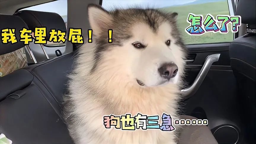 梦到喝马桶水，原来是狗半夜放屁