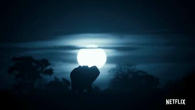 夜半*拍偷**下,成就今年第一部神级纪录片:黑暗下的生命,超乎想象