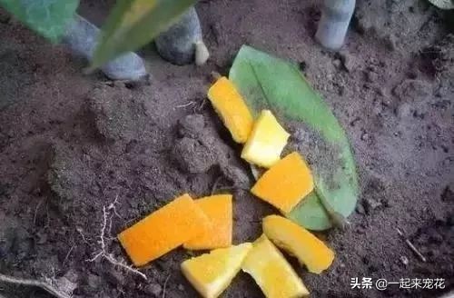 家里的橘子皮像打蜡一样,家里放的陈年橘子皮