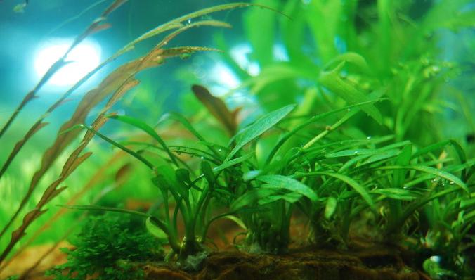 常见中景草,有什么比较好养的中后景草