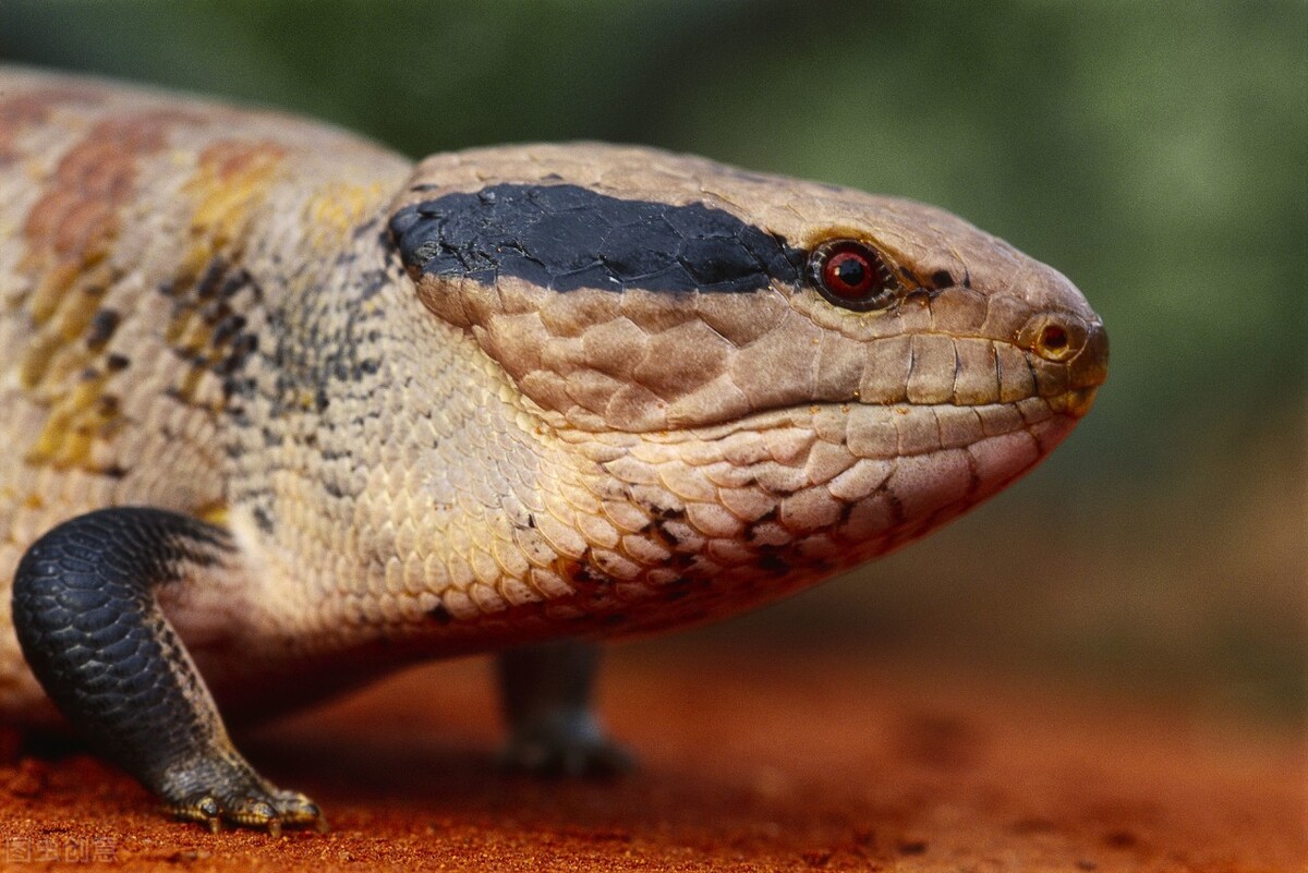 俗称臭大姐的虫子是益虫还是害虫,狗婆蛇是保护动物吗