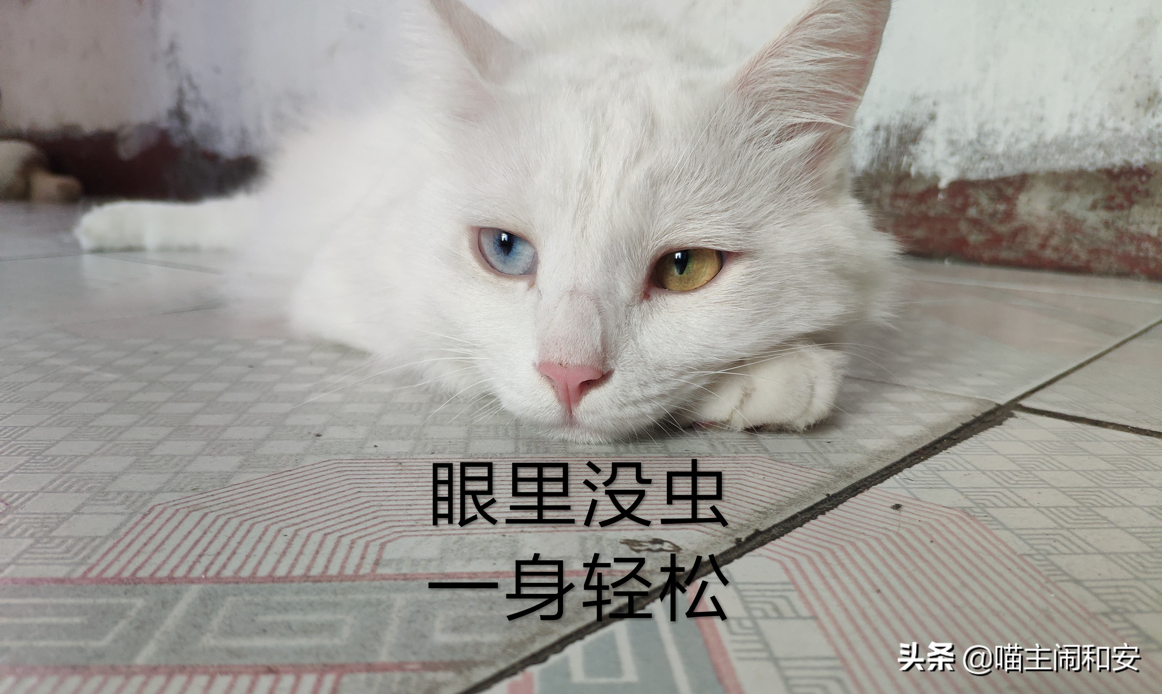 猫眼睛红肿流眼屎用什么药,猫眼睛里有红血丝眼屎多