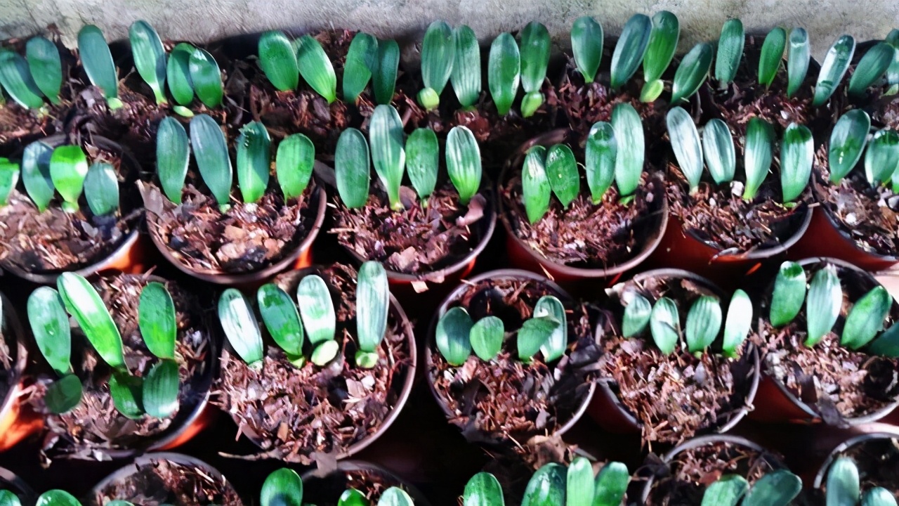 一叶君子兰苗用什么土栽种,君子兰一叶苗的养法