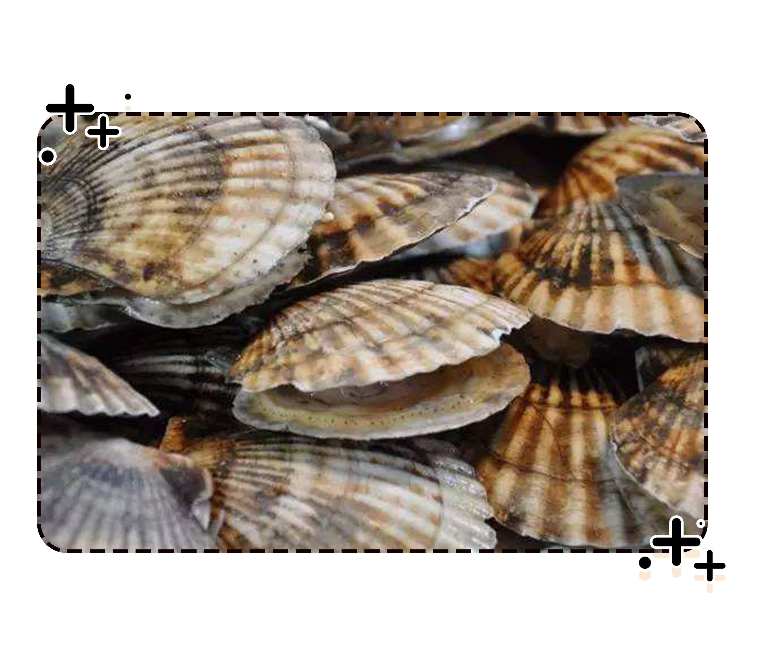 能让扇贝跑路的瑶柱，还堪称海中的“天然味精”（菲李漫画）