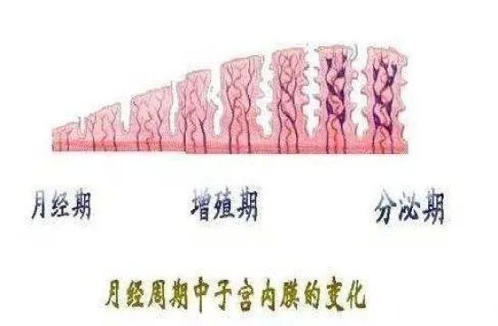 子宫的工作原理动画片,子宫的故事绘本内容