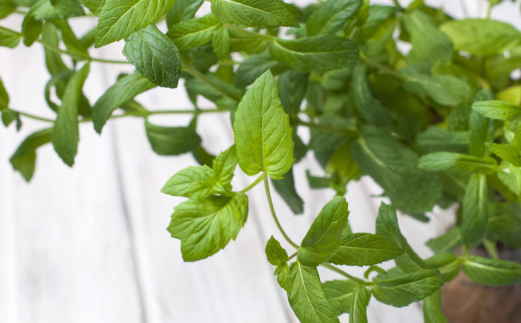 盆栽薄荷和食用薄荷有差别吗,可以吃的薄荷怎么种植