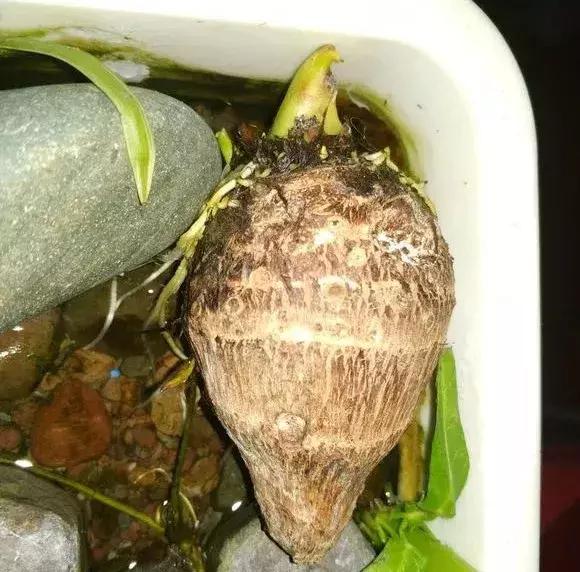 这6种菜根不要丢,哪4种菜根不能丢在家盆栽