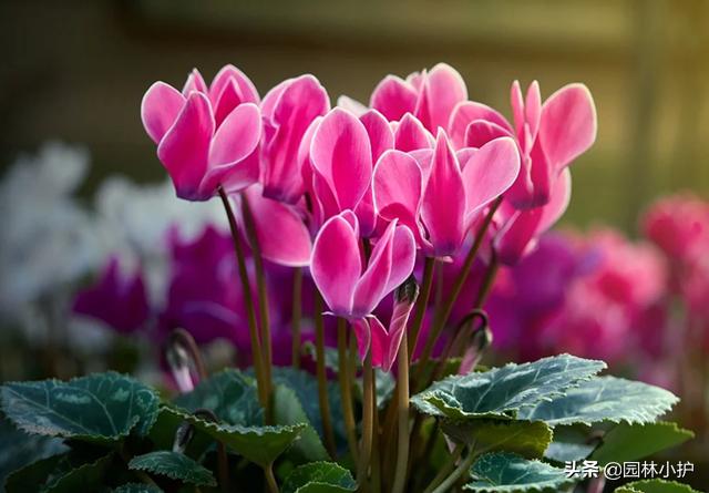 吸甲醛最好的20种植物,甲醛吸附能力最强的植物有