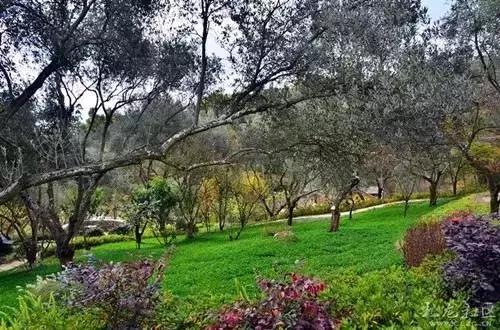 昆明周边适合露营的森林,昆明附近露营风景好