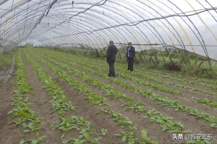 乡村振兴新邵乡镇在行动,乡村振兴再发力宜居宜业谱新篇