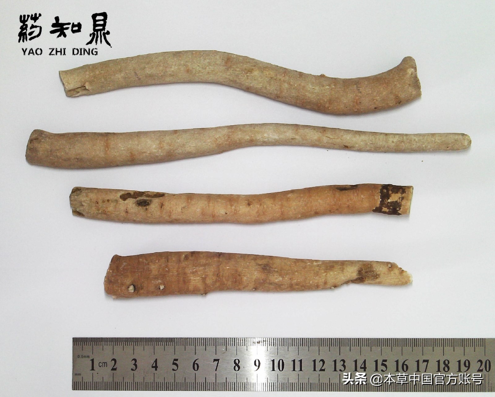 【本草百科·药知鼎——白芍】朵腴花硕，不止于美丽的外表