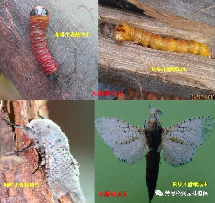 钻蛀性害虫防治最佳时期,园林常见鳞翅目害虫防治技术图片