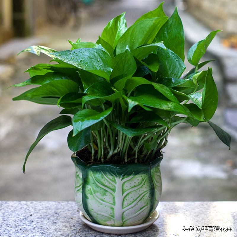 绿萝吊兰能活多久,怎么拯救要死的绿萝