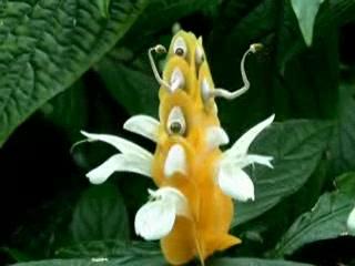 亚马逊丛林有哪些特点,亚马逊雨林有多恐怖颠覆你的三观