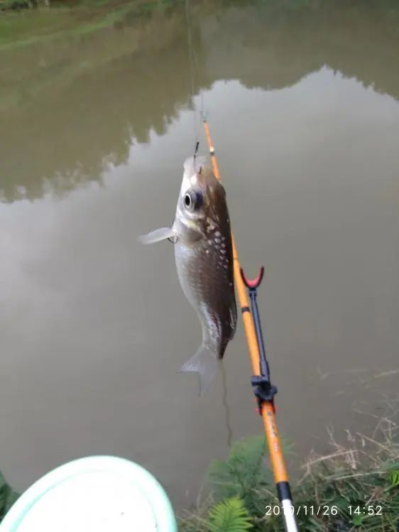 本汀宗师仙羽,本汀太极宗师仙羽鱼竿测试
