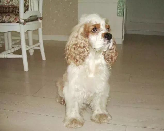 45种名犬大全,72种名犬图片附介绍