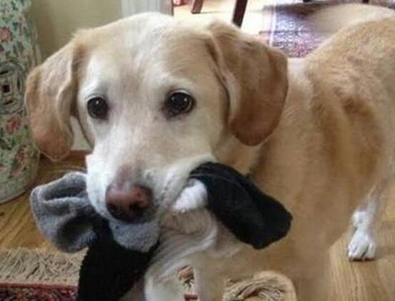 狗狗为什么喜欢臭袜子,狗狗喜欢咬裤脚是怎么回事