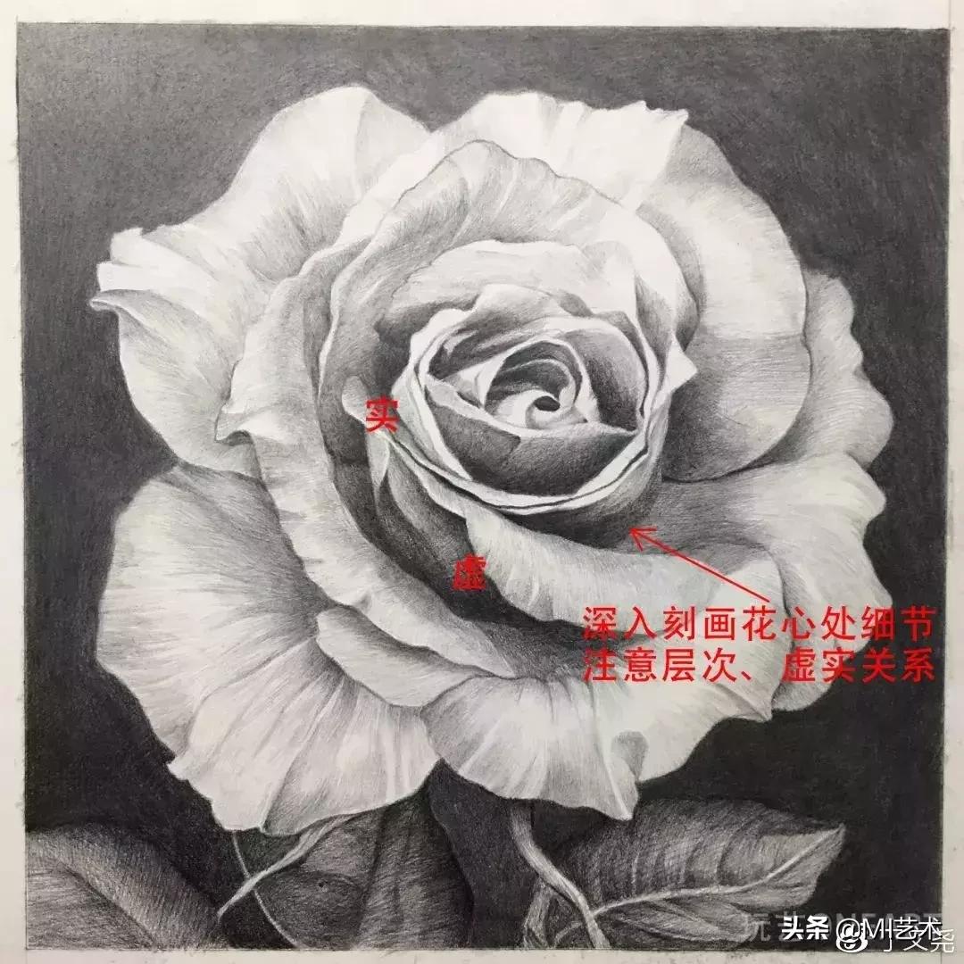 玫瑰花素描临摹高清图片,素描教程画花朵