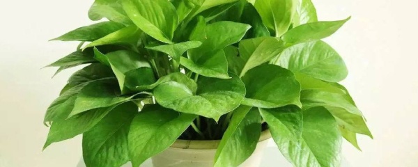 绿萝烂根黄叶枯萎怎么办,绿萝放室内黄叶原因