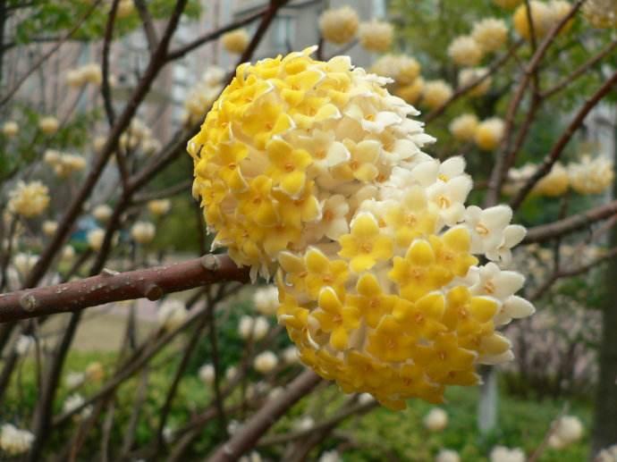 农村种什么经济作物可以致富,安徽农村种植什么树收益高销路好