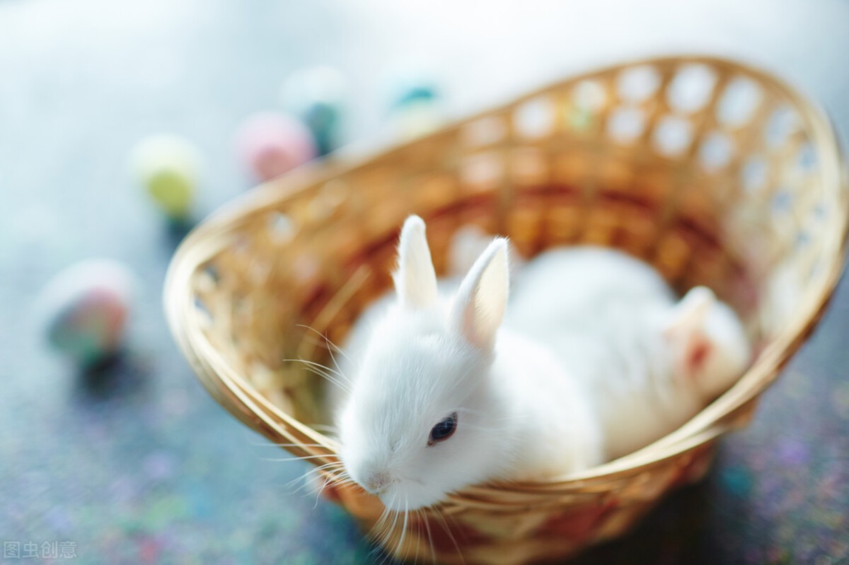 兔子耳螨用什么药膏,兔子耳螨治疗多少钱