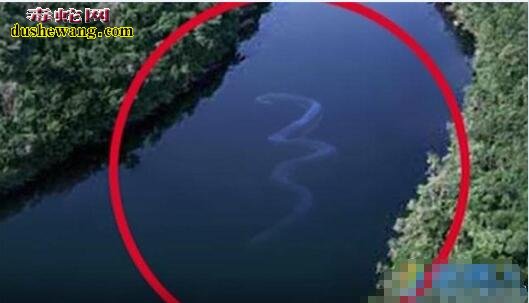 巨蛇恐怖视频真实,巨蛇的恐怖秘密