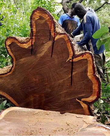 刺猬紫檀国标与非国标区别,国标红木刺猬紫檀产地是哪里的