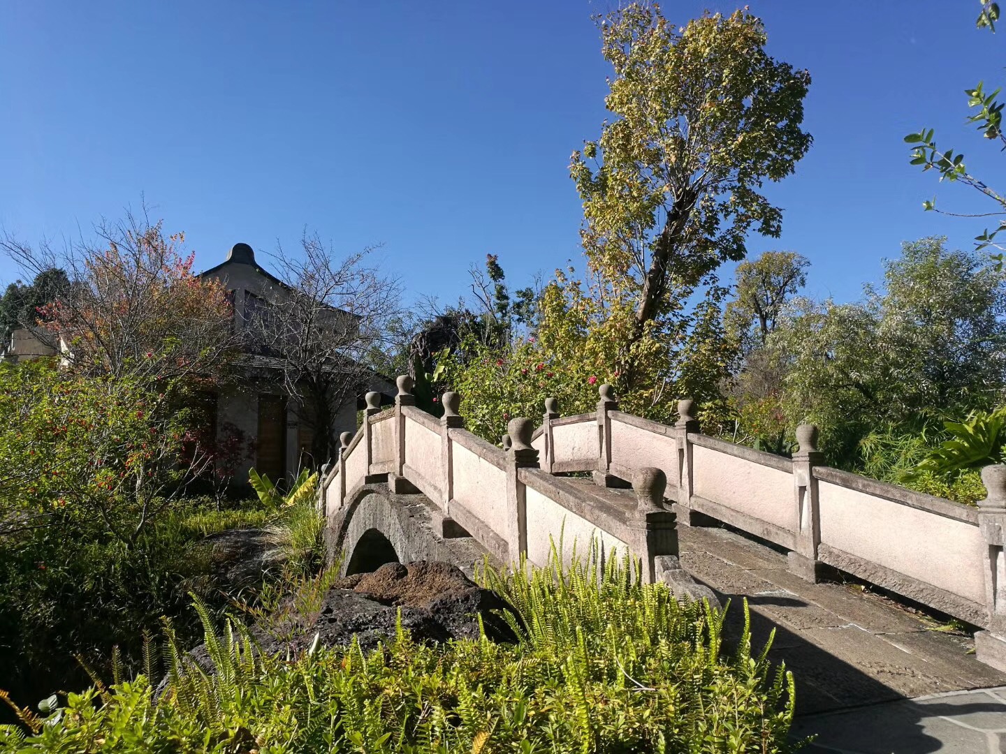 2023腾冲看银杏最佳时间,腾冲看银杏树旅游攻略