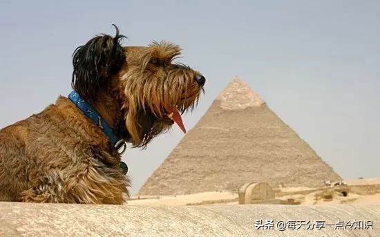 99个冷知识,九十个冷知识