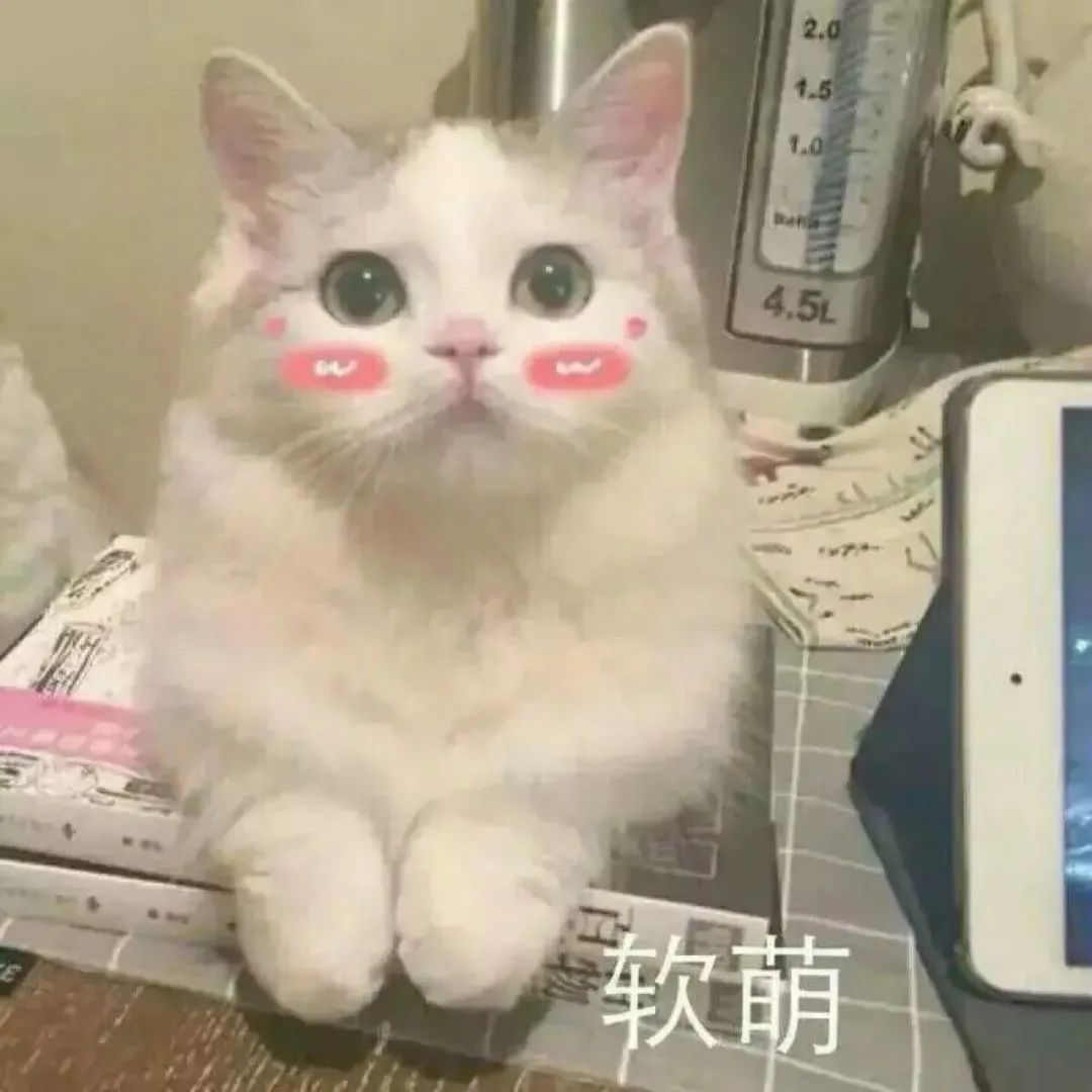 家养猫招财猫有哪些特征,招财猫的几个特征