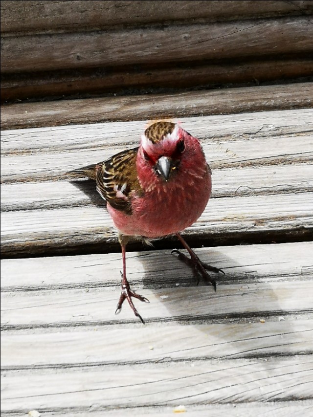 游览被誉为人间瑶池的四川黄龙,黄河之水天上来景区视频