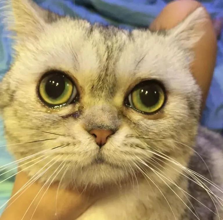 解答宠物问题,关于宠物的问题和答案大全