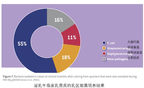哪种抗生素能治疗乳房炎,乳房炎用什么中药最好