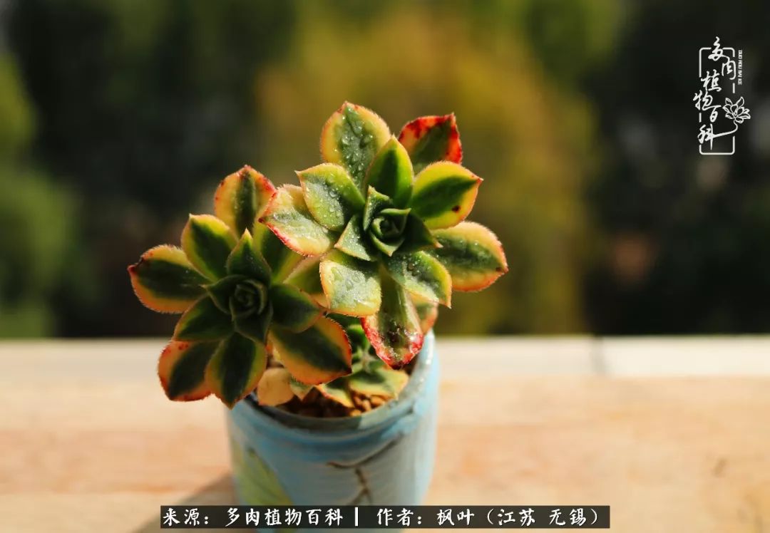 多肉与生命感悟,多肉时光