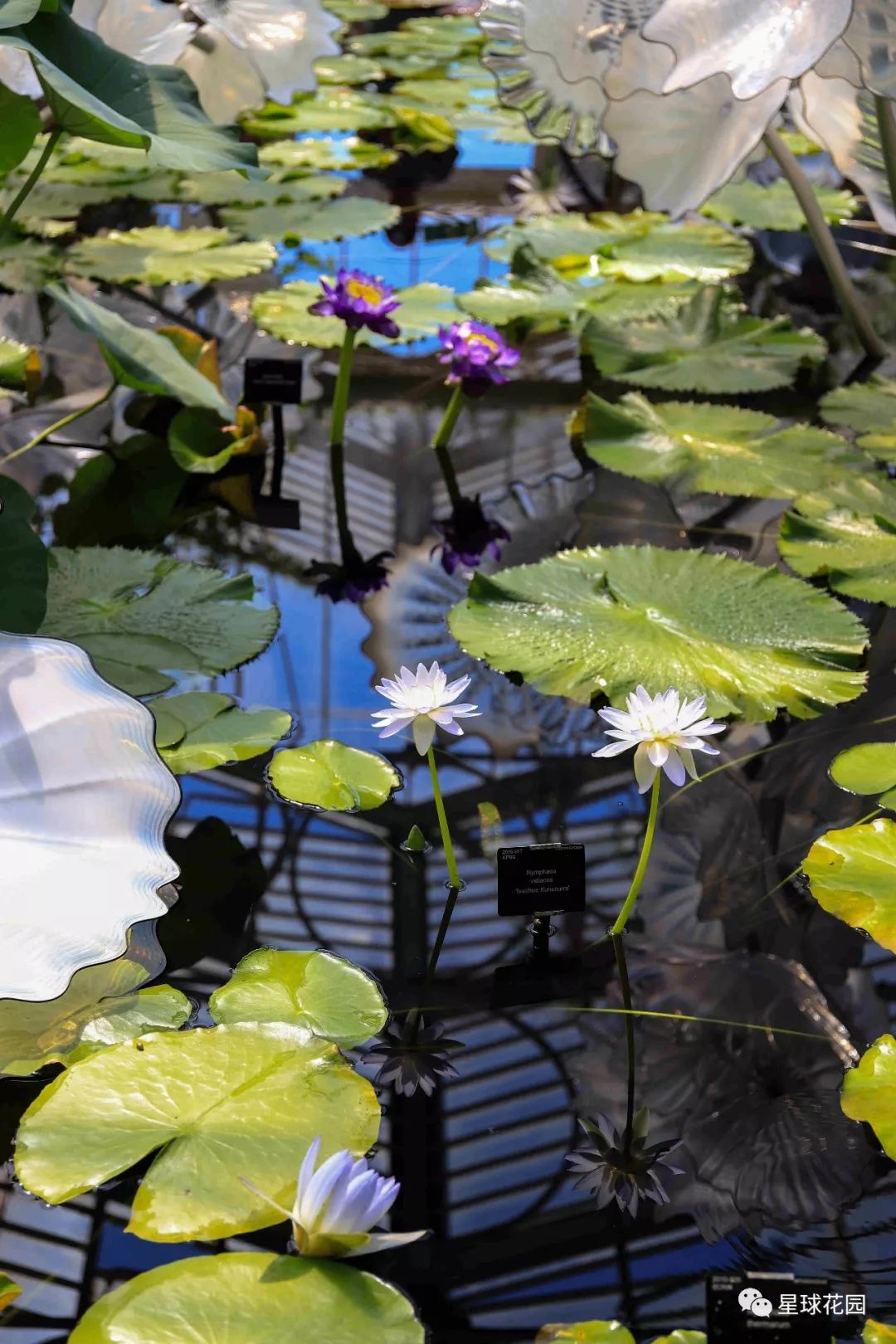 二木带你游花园|邱园（kewgarden）离我们到底有多远？