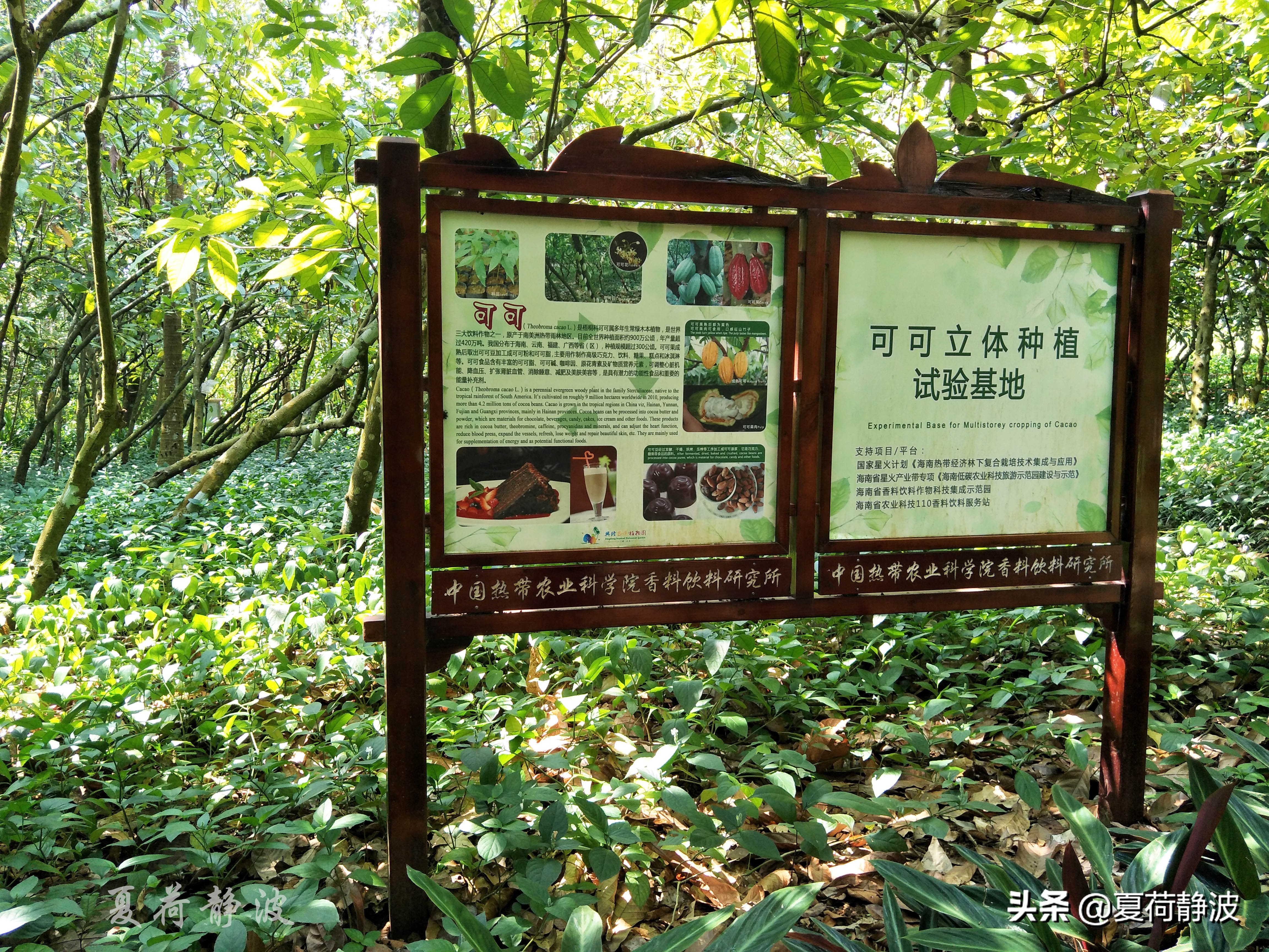 兴隆热带植物园攻略,万宁兴隆热带植物园