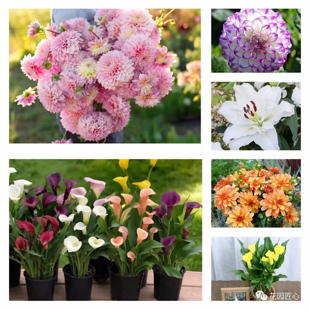 球根种植时间和方法,球根的养殖方法和注意事项