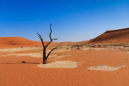 沙漠鱼濒临灭绝,全球仅剩38条的沙漠鱼怎样