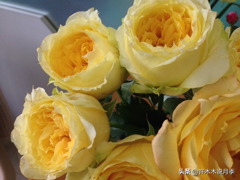 月季扦插发芽又枯萎是什么原因,月季扦插的都发芽了怎么就蔫了
