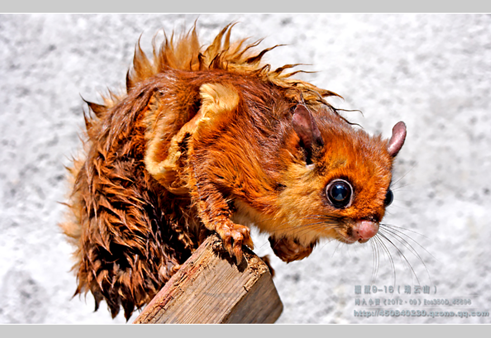 摄影飞行素材,飞鼠摄影作品欣赏