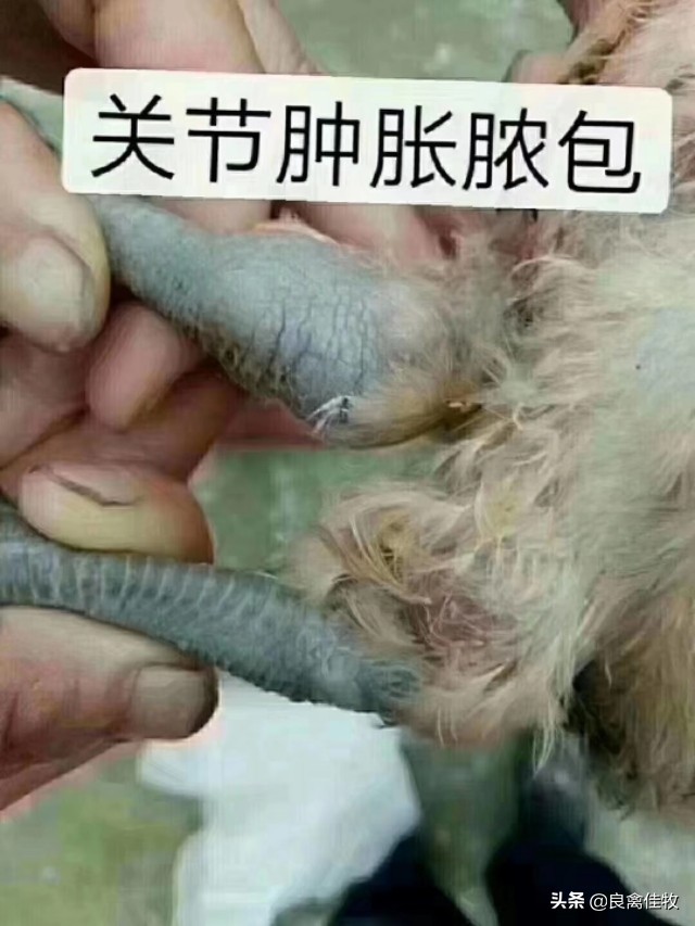 鸡子瘫痪怎么治疗,小鸡得了滑液囊支原体会死吗