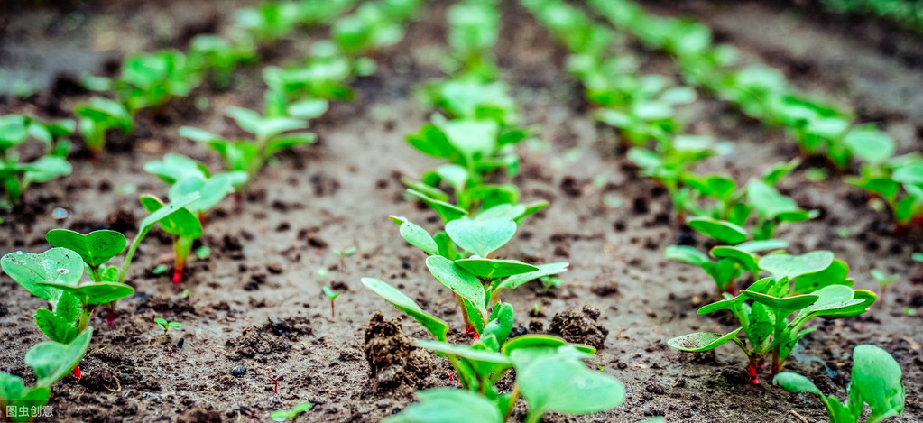 了解一种农作物的种植时间过程,种植各种农作物管理方法