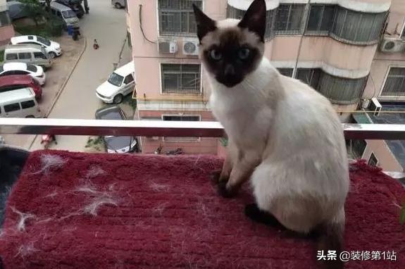 养猫拆家完整视频,拆家猫的日常