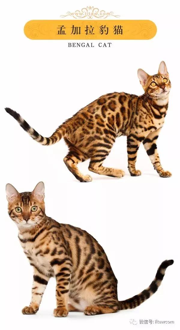 搜猫咪各种图片,世界猫咪图录