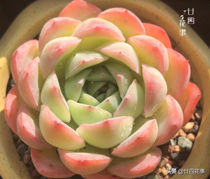 多肉浇水后还是皱巴巴的,多肉叶片干瘪发皱浇水后也不恢复